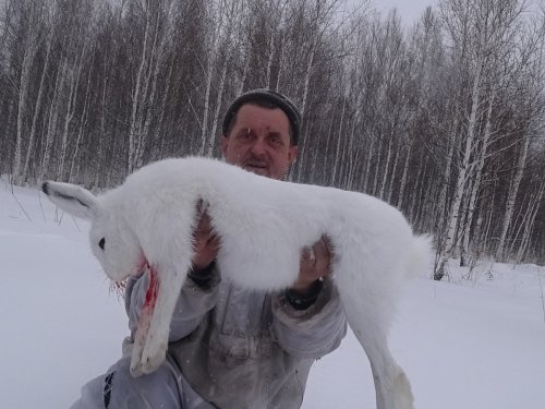 Охота с гончими
