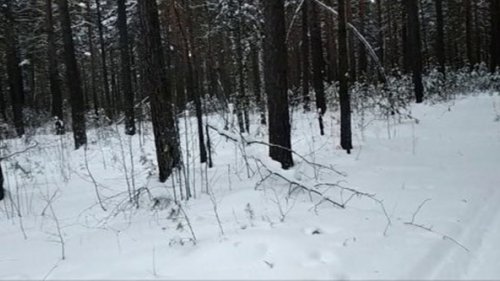 Ходовая охота на рябчика с манком