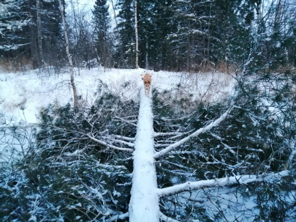 Мост через речку