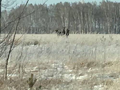 Фотоохота на лосей