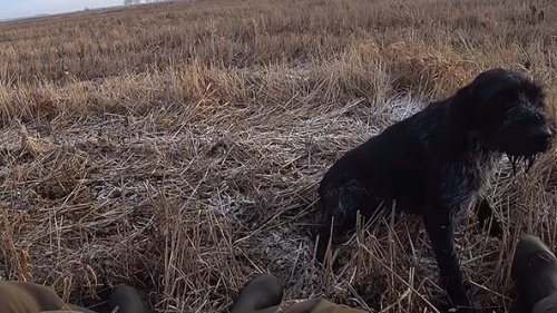 Охота "Быстрый заяц"