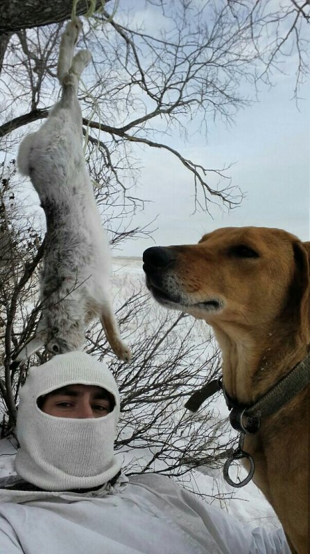 Очень важный пёс