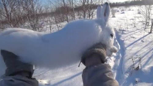 Охота на зайца с гончей #10. Опять в ноги прибежал!