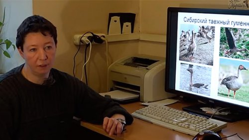 Внесение подвидов гусеобразных в Красную Книгу России. Интервью с Соней Розенфельд