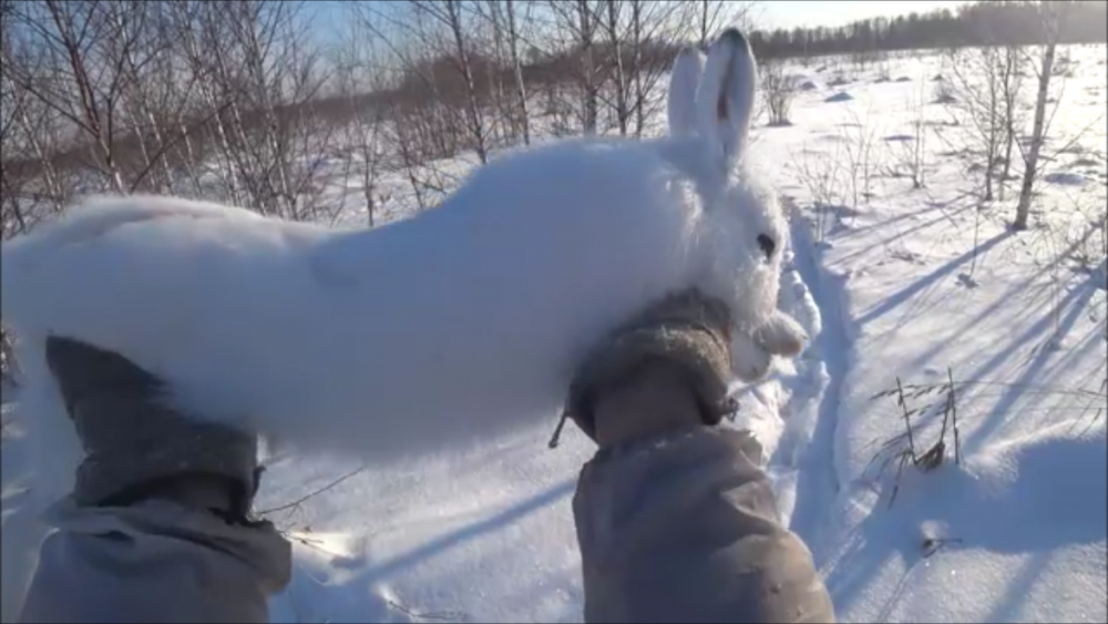 охота с эг!!!!