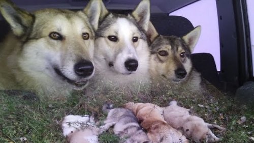Постановление суда по убийству лаек в Пермском крае
