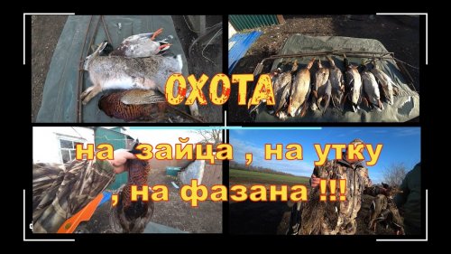Охота на зайца , на утку , на фазана !!!