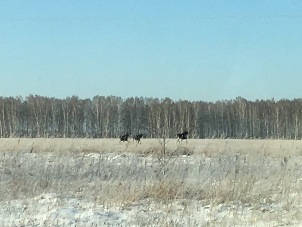 Фотоохота на лосей