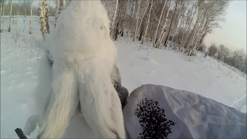 Охота на зайца 29 12 2019