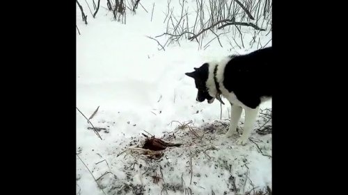 Юшка облаивает соболя