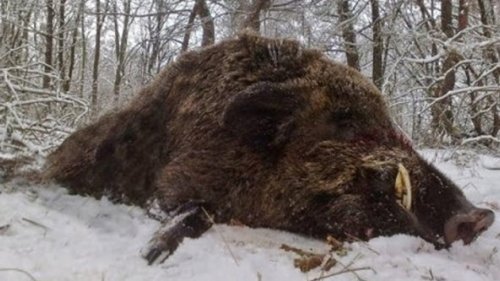 Охота на кабана, если кабан атакует