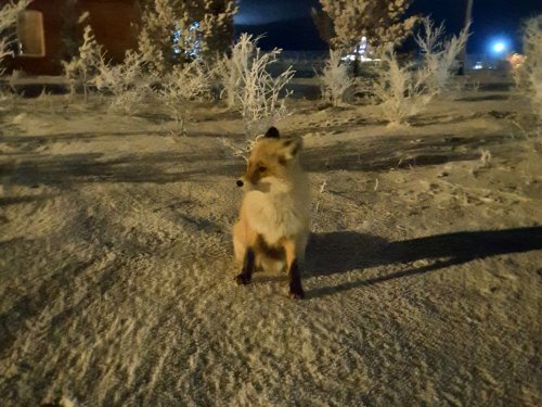Позирует