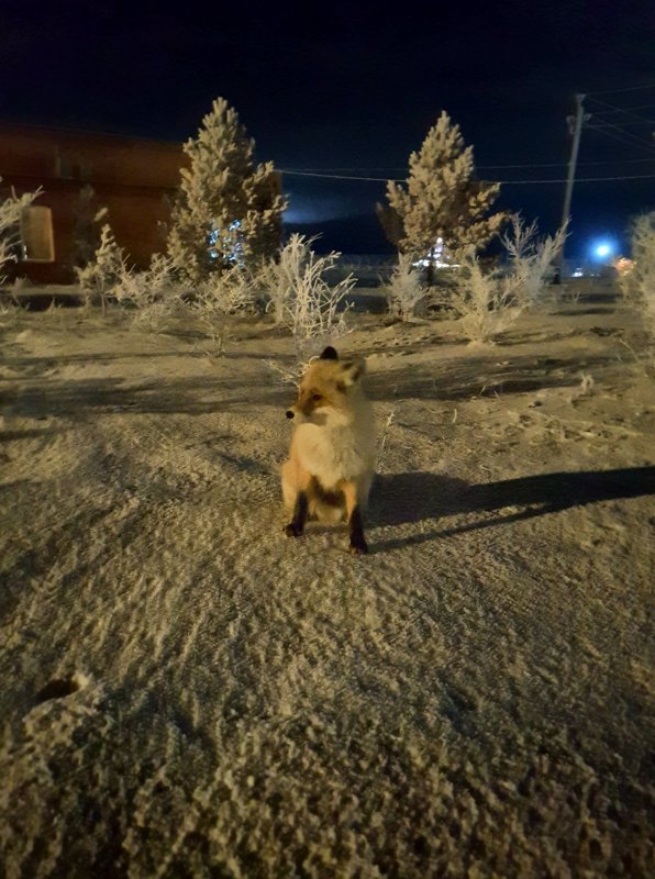 Позирует