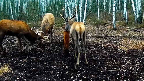 Вести из леса. Олени на подкормочной площадке. Выпуск 1