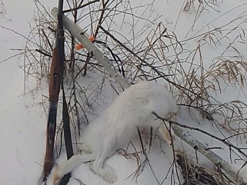 В дополнение к долгожданному ушастому