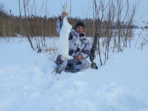 Камышовый заяц)))