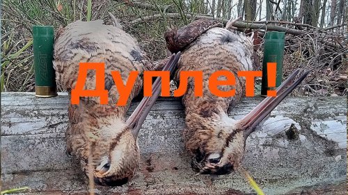 Дуплет по вальдшнепам - красиво получилось!