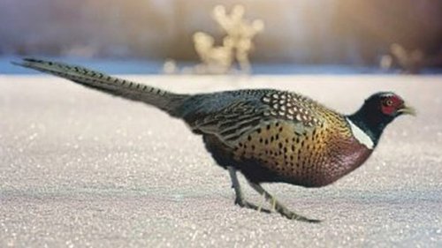 Охота на фазана, одиночный выезд.1 декабря 2019 г.