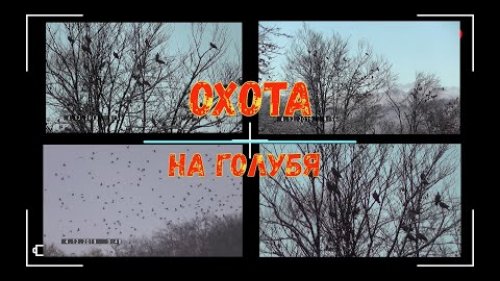 Охота на голубя