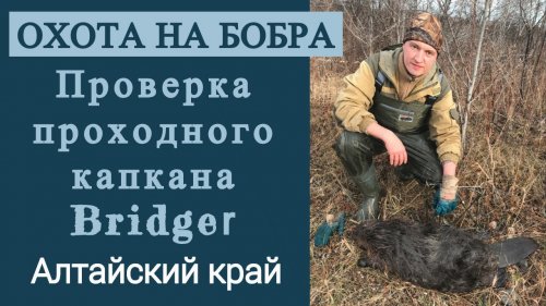 Охота на бобра. Проверка проходного капкана Bridger