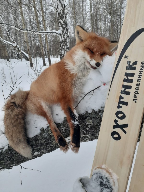 Хитрый лис