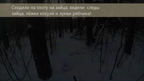 Следы зайца, лёжки косули, лунки рябчика