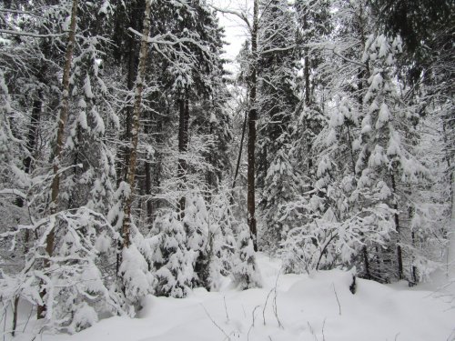 Зимний лес