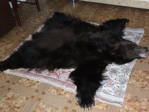 Медведь