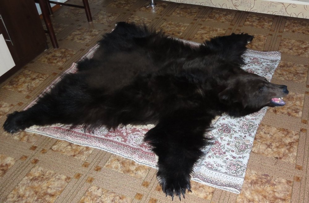 Медведь