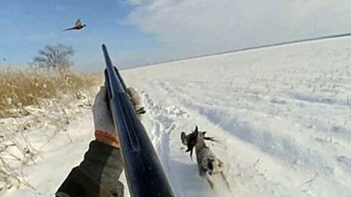 Охота на фазана. Закрытие сезона. 23 декабря 2019 г.