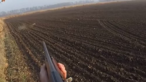 Охота на зайца. Удачные выстрелы сезона