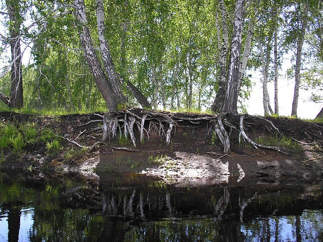 Берега реки Тартас.