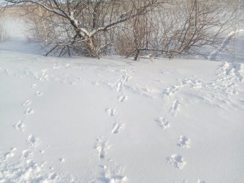 Снега много, косули выходят на дорогу!