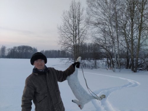 Есть еще зайцы в Томской области!