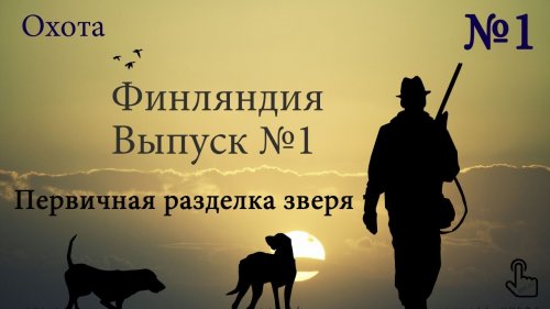 Охота в Финляндии 28-29 Октября, первичная разделка трофея.