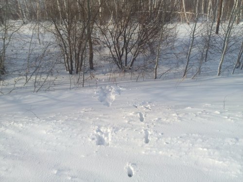 Убежали