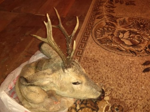 Косуля сибирская