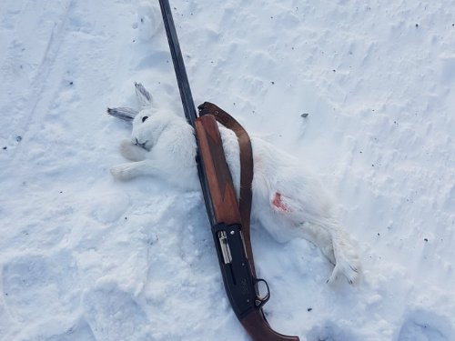 Трудовой рождественский  зайка