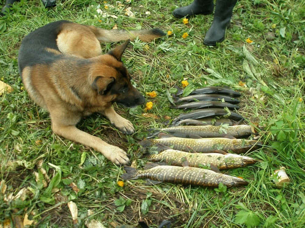Эвенкикия. Река Юдоломо