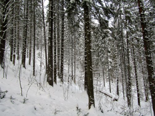 Зима. Склон лога.