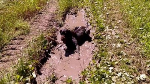 Свинья везде грязь найдет