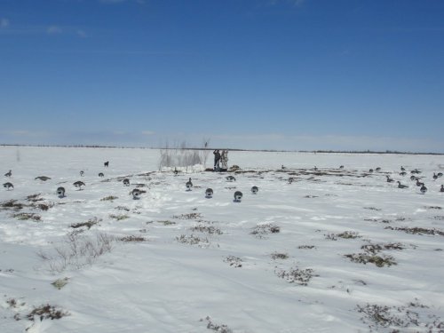Расставились