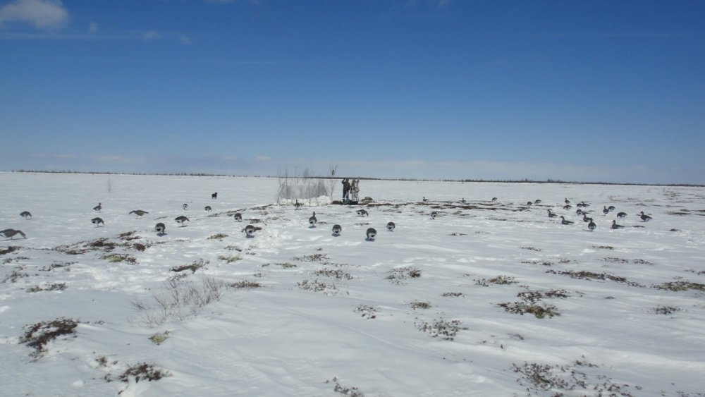 Расставились