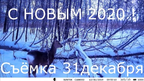 Лесная столовая 2020 открылась