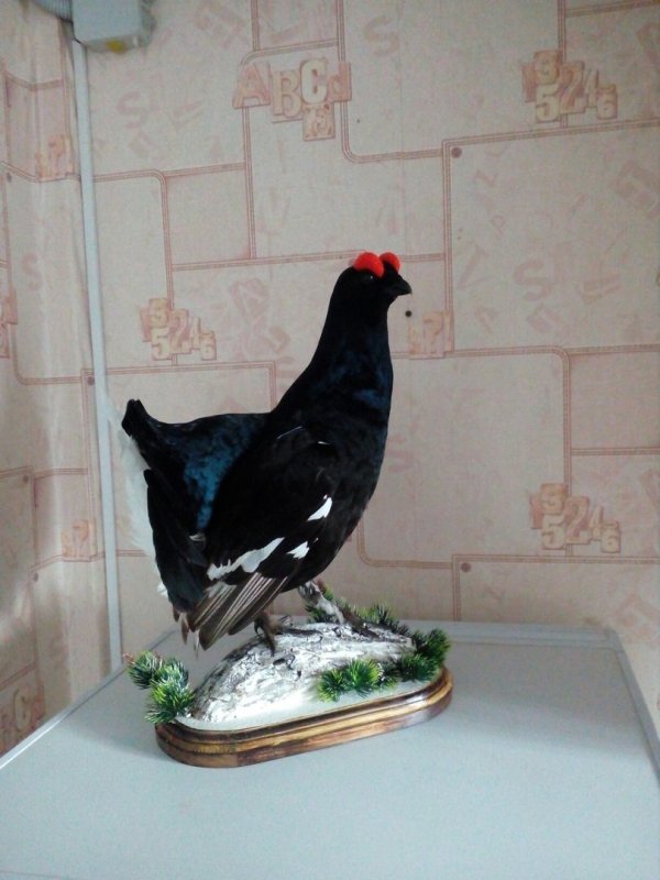 жених