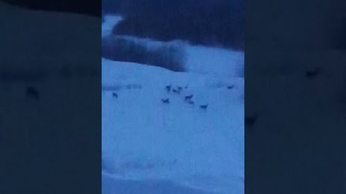 Косули, из окна дома 21.02.2020