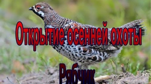 Открытие  осенней охоты. Рябчик