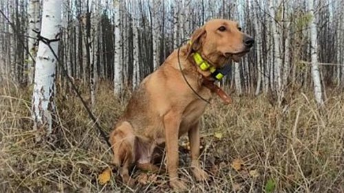 Нагонка гончих собак по отцовской методике, его опыт и мнение