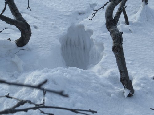 Белячок норился