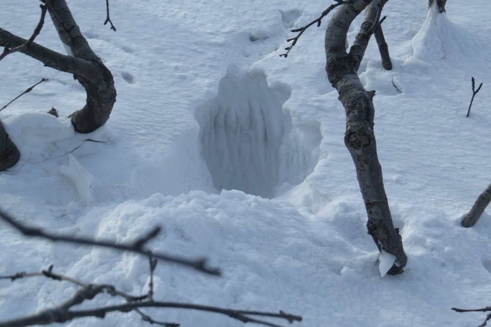 Белячок норился